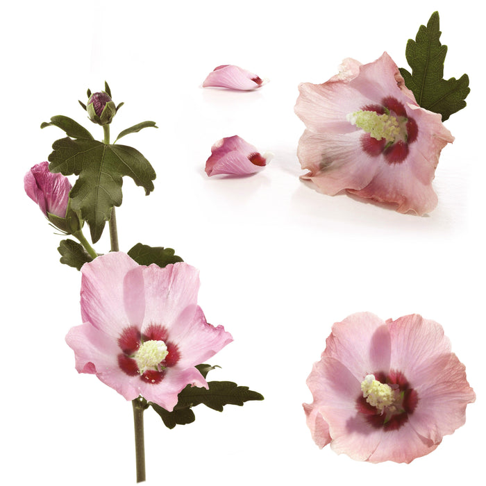 All about vegan cosmetics & why we choose to use them - APoEM