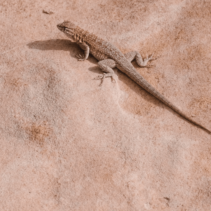 Hidden chemicals you want to avoid in your beauty products - APoEM