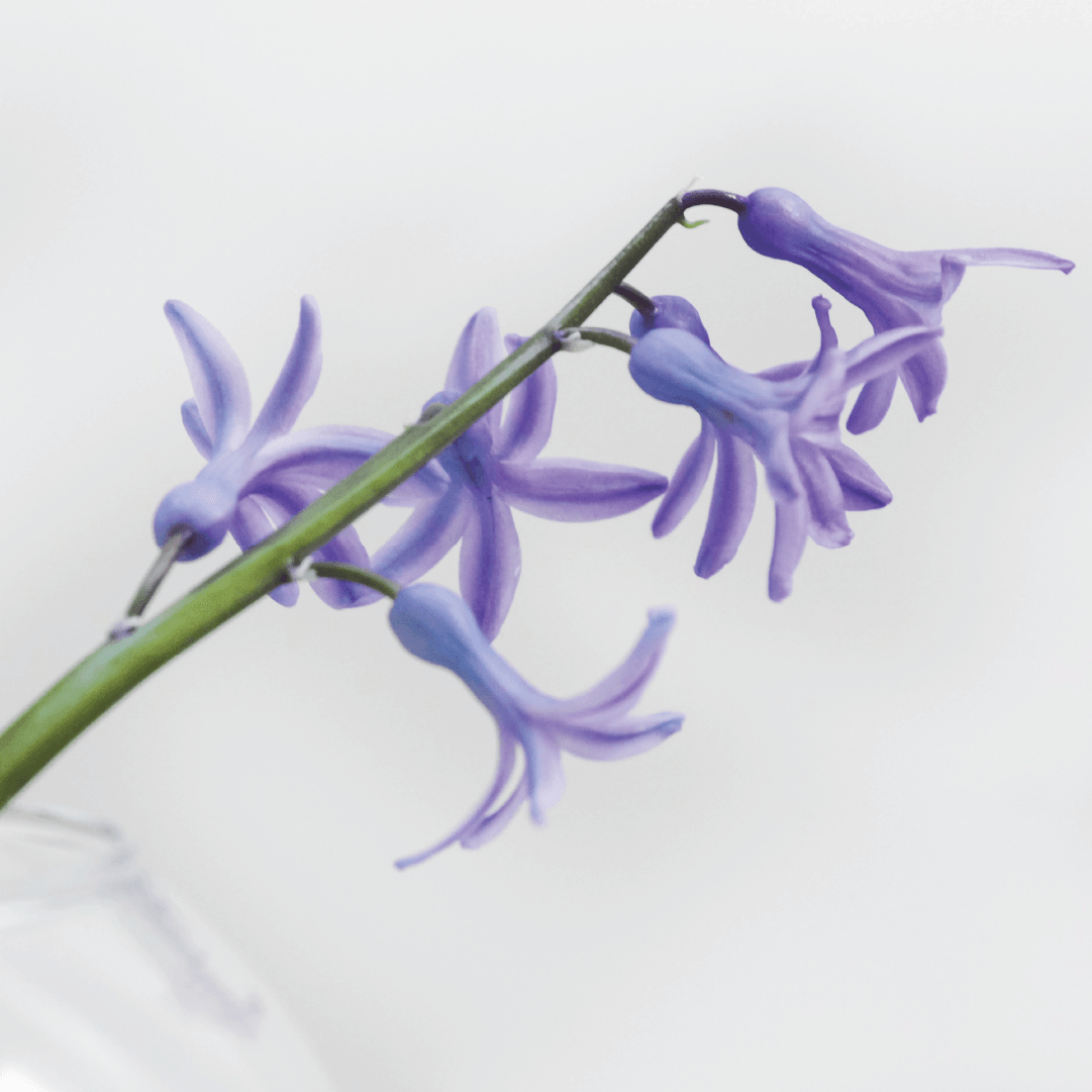 aromatherapy: finding the safest scents - APoEM