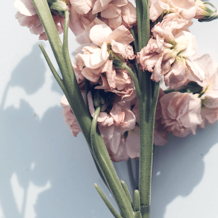 Unveiling Spanish Skincare Culture: Secrets of the Mediterranean Glow - APoEM