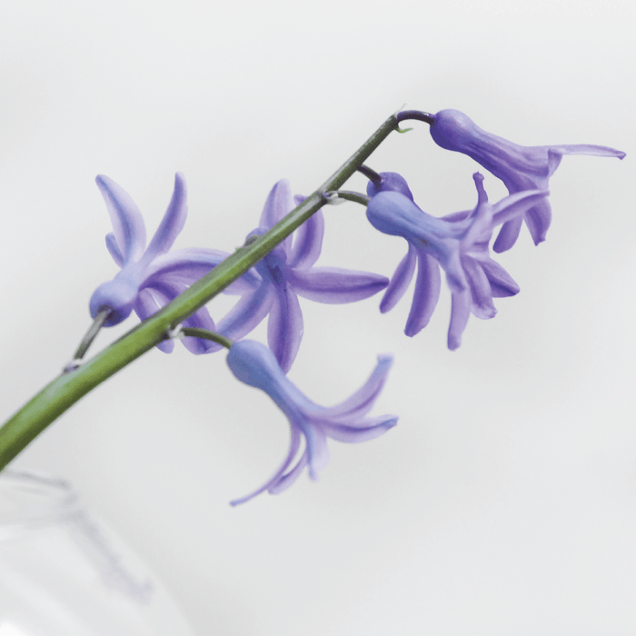 aromatherapy: finding the safest scents - APoEM